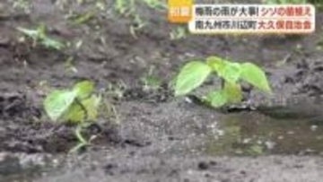 南九州市・川辺町「シソ苗植え」地元住民が参加　秋収穫は9月下旬予定