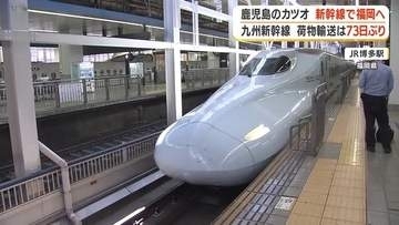 鹿児島のカツオが新幹線で博多へ　2時間で食卓に届く「即日輸送」73日ぶり復活