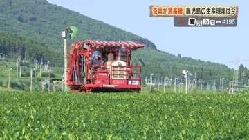 茶葉が2年で4倍に高騰　「抹茶ブーム」が変える鹿児島のお茶産地
