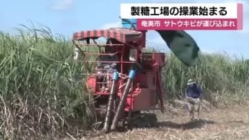 奄美大島でサトウキビの製糖始まる　鹿児島