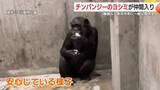 「平川動物公園に38歳のチンパンジー「ヨシミ」仲間入り　「まずは慣れてほしい」公開は1月中旬予定」の画像1