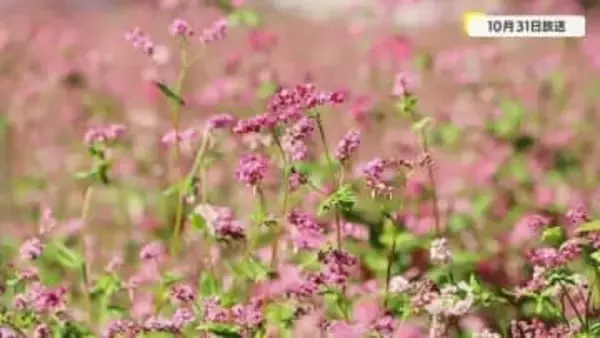 歯ごたえ◎　赤そばのそば打ちに密着　鹿児島・霧島市溝辺町　陵北自治会