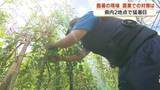 「「8時には30℃超」農業現場の猛暑対策　空調服・作業工程見直し…１0年前とは別物の夏【鹿児島発】」の画像1