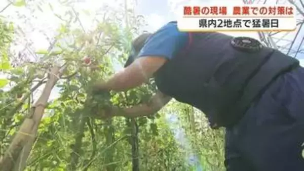 「8時には30℃超」農業現場の猛暑対策　空調服・作業工程見直し…１0年前とは別物の夏【鹿児島発】