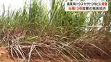 「【台風13号が直撃】奄美地方で農業用ハウスやサトウキビに被害」の画像1