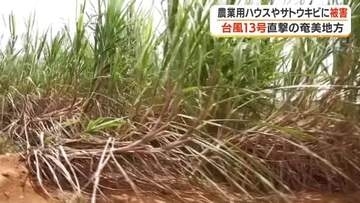 【台風13号が直撃】奄美地方で農業用ハウスやサトウキビに被害