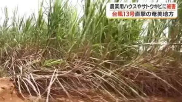 【台風13号が直撃】奄美地方で農業用ハウスやサトウキビに被害