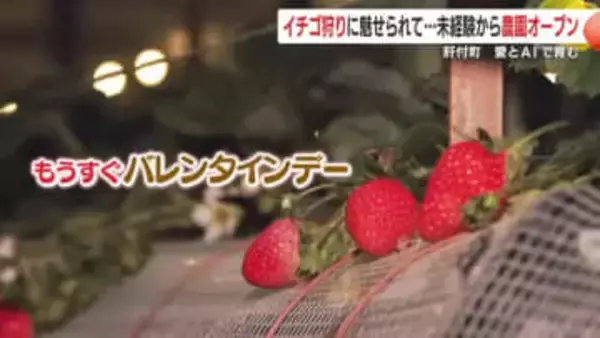 イチゴ狩りに魅せられて…未経験から農園オープン　愛とＡＩで育む観光農園　鹿児島・肝付町