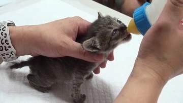 野良猫問題に自治体が本腰　「手術すれば一代限りの命」　霧島市の野良猫対策「ＴＮＲ」が全国モデルに　市職員が捕獲器まで設置【鹿児島】