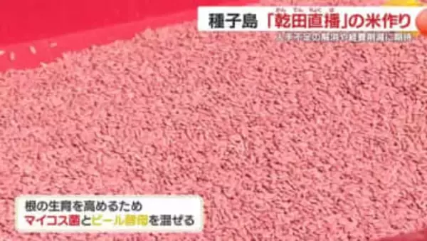 「苗を作らない米作り」種子島で始動　乾田直播で作業減、ジャンボタニシ被害も抑制へ