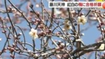 紅白の梅に合格祈願　薩摩川内市の藤川天神　学問の神様と梅の名所