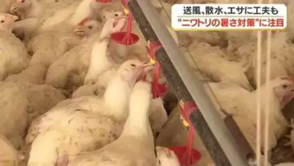 猛暑からニワトリ1万5000羽を守れ！鹿児島の養鶏農場が実践する「体感温度を下げる」驚きの暑さ対策