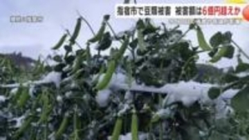 衆院投票日に襲った寒波で、ソラマメ・スナップエンドウが凍害　日本一の指宿で春出荷ピーク直撃