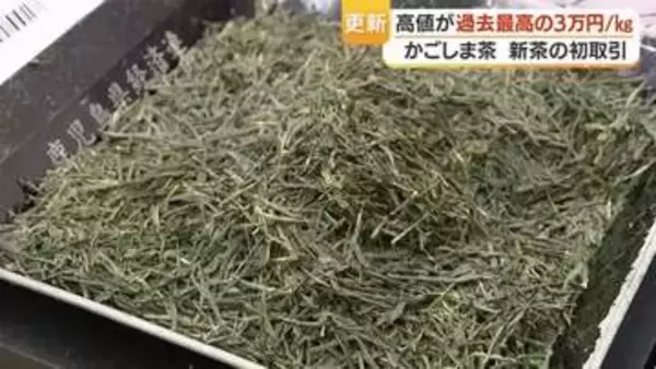 「かごしま茶」生産量2年連続日本一　初取引で最高値1kg＝3万円に「すごく香りが良い」
