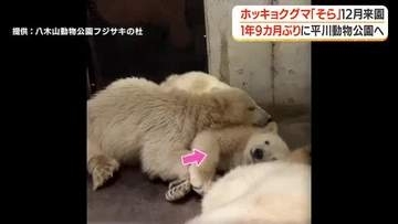 ホッキョクグマ「そら」12月来園　1年9カ月ぶりに平川動物公園へ【鹿児島】
