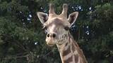 「【絶滅危惧種】平川動物公園に新たにメスのマサイキリン　命つなぐ取り組み　鹿児島」の画像1