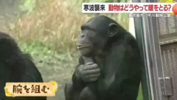 寒波を乗り切る動物たちの知恵　チンパンジーの寄り添い、カバの“温泉シャワー”にほっこり