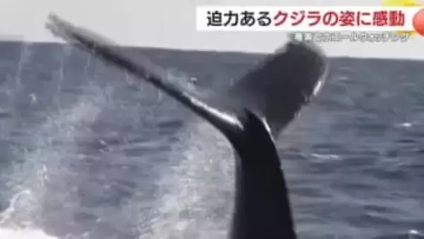 迫力あるクジラの姿に感動　奄美大島でホエールウォッチング　鹿児島