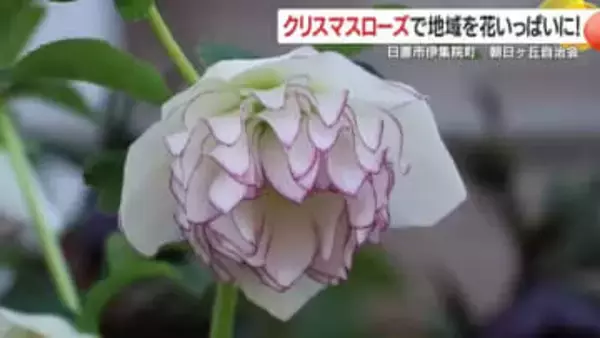 冬でも楽しめる庭作りのヒント　クリスマスローズで始める地域交流ガイド