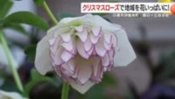 冬でも楽しめる庭作りのヒント　クリスマスローズで始める地域交流ガイド