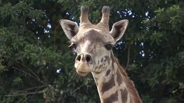 国内に１１頭しかいない　絶滅危惧種のマサイキリン・ヒマリが鹿児島へ　「お婿さん探し」に込められた命のバトン