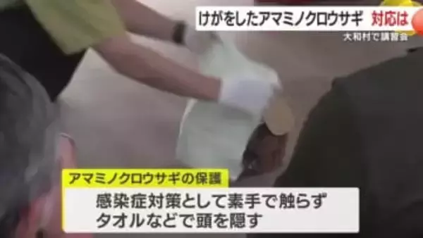 交通事故にあったアマミノクロウサギを見つけたらどうする？　大和村・鹿児島