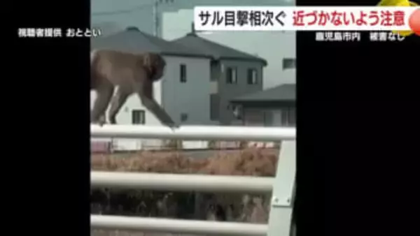 鹿児島市内でサルの目撃相次ぐ　被害なし　近づかないよう注意