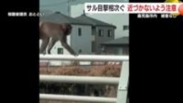 鹿児島市内でサルの目撃相次ぐ　被害なし　近づかないよう注意