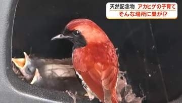【こんなところに野鳥の巣？】天然記念物アカヒゲが珍しい場所で子育て　鹿児島・奄美大島