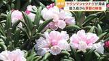 「屋久島・投石平でヤクシマシャクナゲが見頃　「この数十年で一番の咲き方」」の画像1