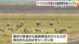 「ナベヅルから高病原性鳥インフル確認　野鳥は今シーズン初　鹿児島・出水市」の画像1