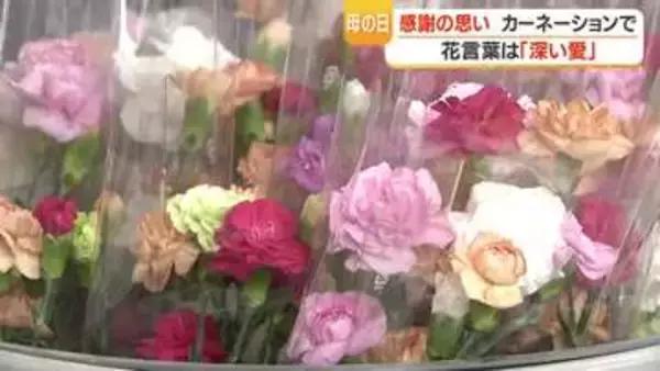 母の日直前　日置市・県立農業大学校で販売会　「学生が育てたカーネーション」3本200円