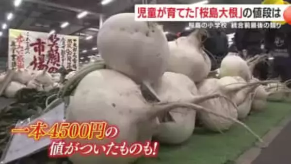 児童が育てた「桜島大根」の値段は？　桜島の小学校　統合前最後の競り