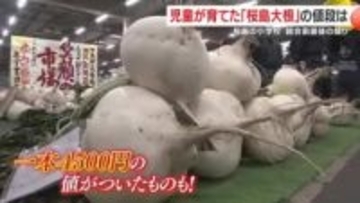 児童が育てた「桜島大根」の値段は？　桜島の小学校　統合前最後の競り
