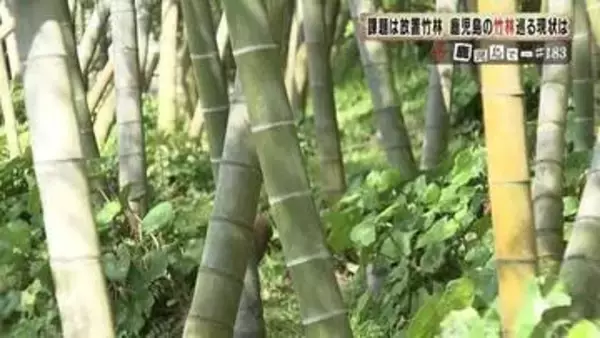 「竹林日本一…でも放置竹林も問題に　地域の資源として竹を生かす取り組みに注目」の画像