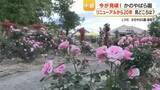 「鹿屋市かのやばら園「リニューアル20年」　2006年4月25日生まれは入園無料・同伴者も対象　春のばら祭り5月末まで開催　「薔薇カレー」「ばらソフト」も人気」の画像1