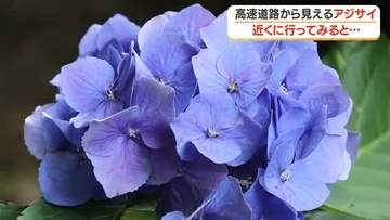 1100株以上のアジサイが絶景　青色にピンクに、紫色　斜面が一面アジサイカラー【鹿児島】