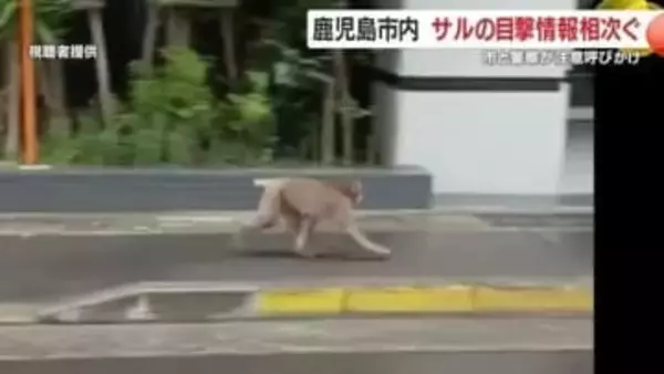 市街地で野生のサル目撃続出　鹿児島市が注意呼びかけ