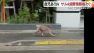 市街地で野生のサル目撃続出　鹿児島市が注意呼びかけ