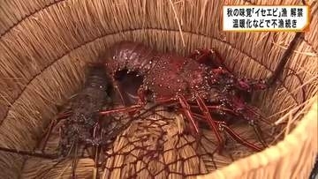 「昔はもうちょっと獲れた」　和歌山・串本町で秋の味覚「イセエビ」漁が解禁　水温上昇などで不漁続く