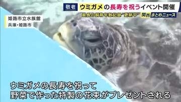 「125年ぐらい（長生きしてほしい）」推定62歳のご長寿ウミガメに敬老の日をお祝い　野菜で作った特製花束を元気にパクリ　姫路の“最長飼育年数記録”更新中のウミガメ