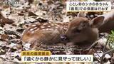 「奈良公園でシカの赤ちゃん誕生　出産シーズン本格化へ　ことしから鹿苑での保護は行わず　「子鹿を見つけても遠くから見守って」呼びかけ」の画像1