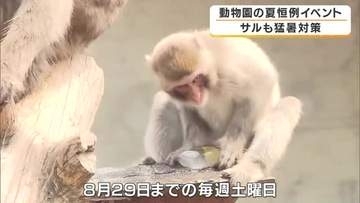 サルも猛暑対策　重さ2キロの氷を5つプレゼント　中にはスイカやバナナも…器用に取り出して夢中で頬張る　京都・福知山市