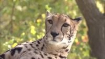 3年間にわたり追いかけた恋は実らず…　姫センの“キングチーター”「ラム」新天地へ　珍しい背中の模様で人気