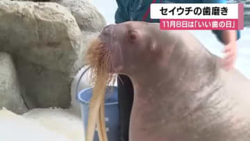 「歯みがき、がんばるぞ～！」子どもたちがセイウチと一緒に学ぶ“いい歯の日”　2本の長いキバを磨く　兵庫・豊岡市