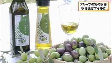 ふっくら、まるまる…オリーブの実の収穫が盛ん　耕作放棄地の有効活用も　京都・宮津市の由良地区に15品種・約2000本　実は搾られオリーブオイルに　「由良オリーブ祭」で初売りへ