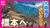「大阪湾“迷いクジラ”を約2年ぶりに掘り起こし　今後は骨格標本に…「少なくともあと1～2年かかる」　数年がかりになる理由は骨の中の“脂肪除去”」の画像1