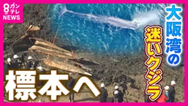 大阪湾“迷いクジラ”を約2年ぶりに掘り起こし　今後は骨格標本に…「少なくともあと1～2年かかる」　数年がかりになる理由は骨の中の“脂肪除去”