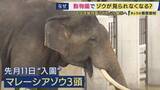 「知られざるゾウ飼育の苦労「一日の食費は2万円・インドから輸入の米80合でおにぎり・砂も輸入品で月10万円」国内飼育が減少の一途…も　大阪・天王寺動物園で8年ぶりの展示へ・さらに国内繁殖の希望も」の画像1