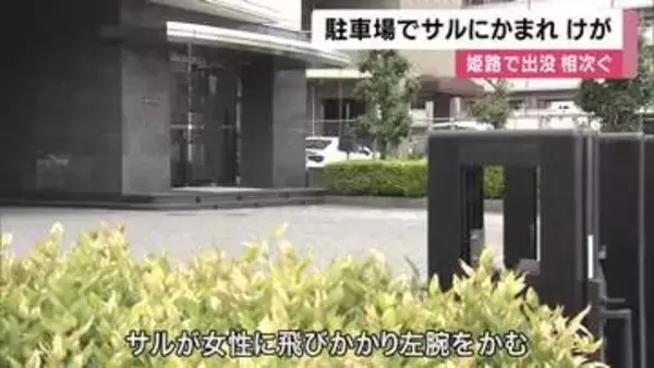 姫路市の駐車場でサルが人を襲う　サルと目が合った女性　後ずさりしたもののサルが飛びかかる　女性は軽傷